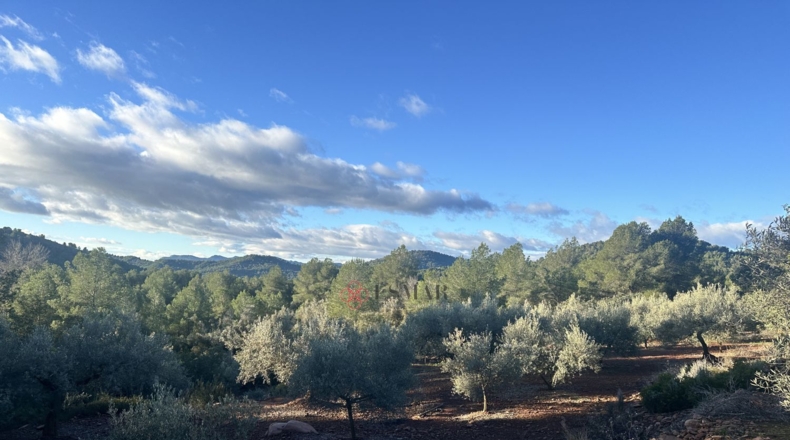 Castellón - Soneja - 10311m2
