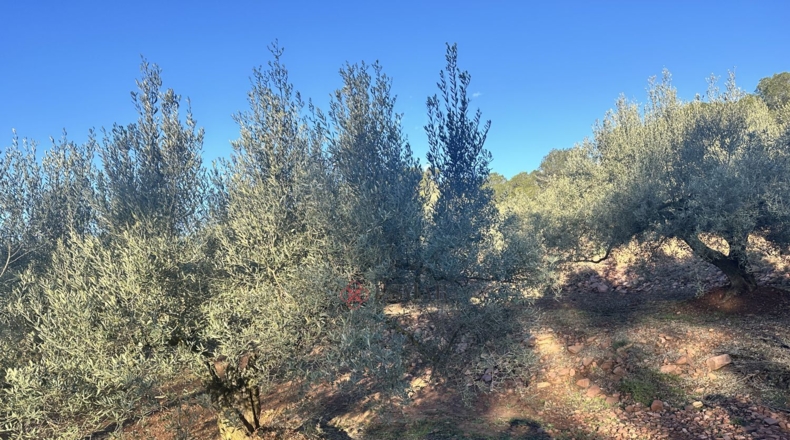Castellón - Soneja - 10311m2