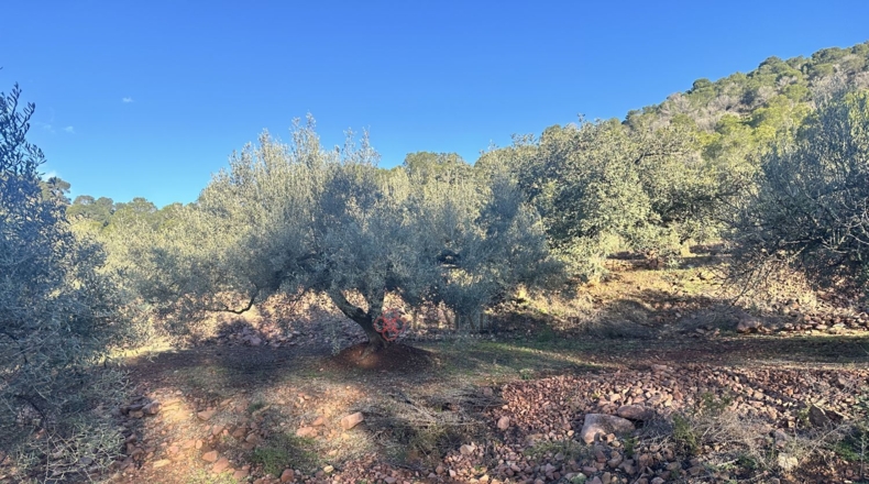 Castellón - Soneja - 10311m2