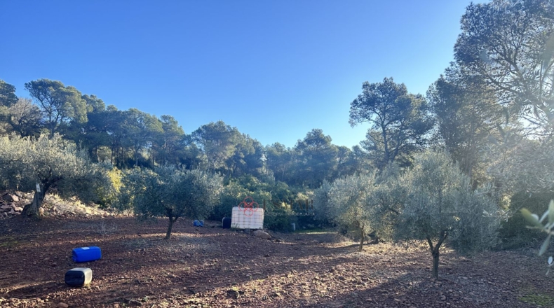 Castellón - Soneja - 10311m2