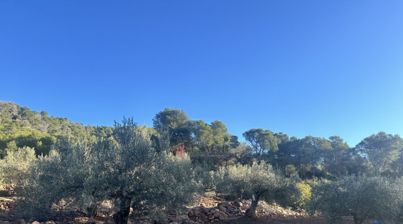 Castellón - Soneja - 10311m2