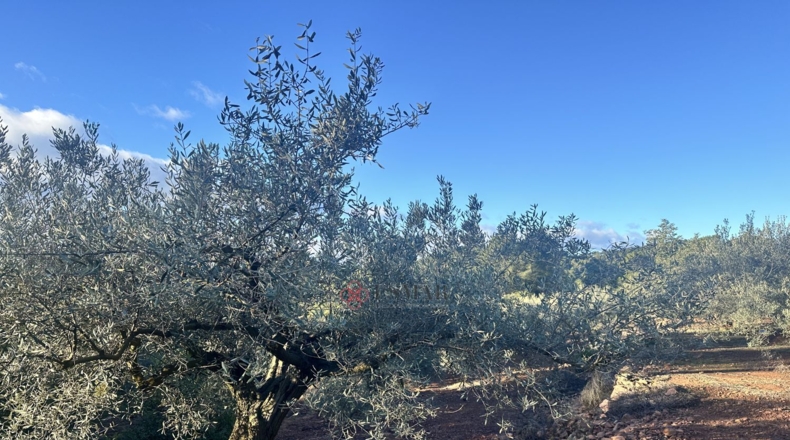 Castellón - Soneja - 10311m2