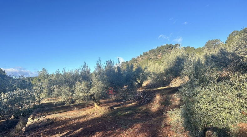 Castellón - Soneja - 10311m2