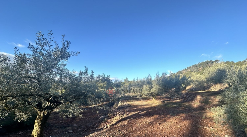 Castellón - Soneja - 10311m2