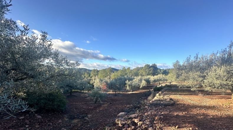 Castellón - Soneja - 10311m2