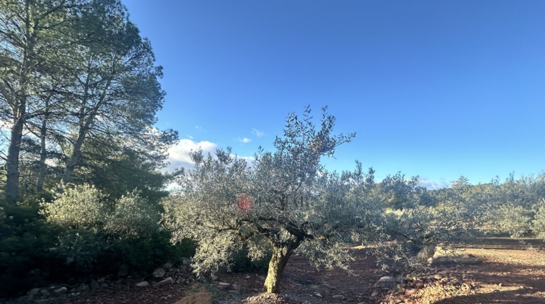 Castellón - Soneja - 10311m2