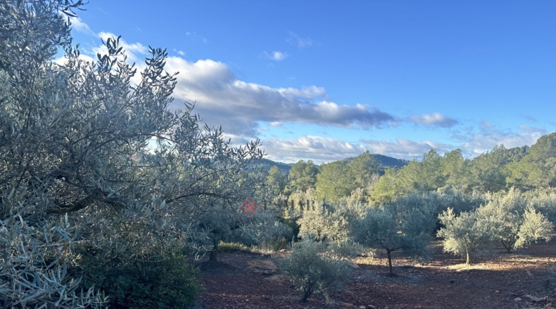 Castellón - Soneja - 10311m2