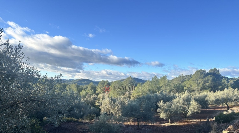 Castellón - Soneja - 10311m2