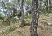 Urban land for sale in Torres Torres ref: TR253079 photo