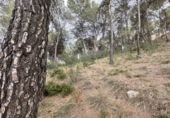 Urban land for sale in Torres Torres ref: TR253079 photo