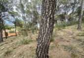 Urban land for sale in Torres Torres ref: TR253079 photo