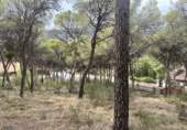 Urban land for sale in Torres Torres ref: TR253079 photo