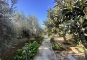 Detached villa with land for sale in Alfara de la Baronia ref: TR356086 photo