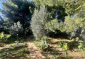 Detached villa with land for sale in Alfara de la Baronia ref: TR356086 photo