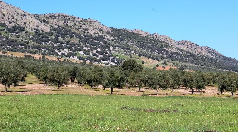 Ciudad Real - Malagón - 400000m2