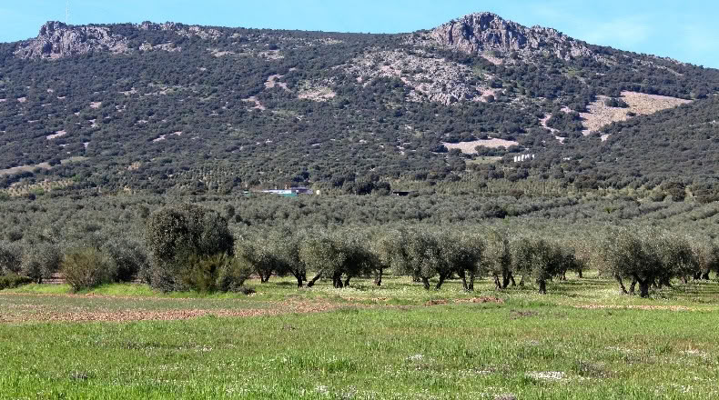 Ciudad Real - Malagón - 400000m2
