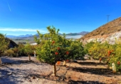 Finca rústica en venta en Águilas ref: TR102404 foto