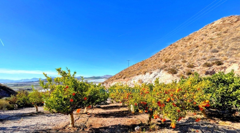 Murcia - Los Melenchones - 20000m2