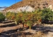 Finca rústica en venta en Águilas ref: TR102404 foto