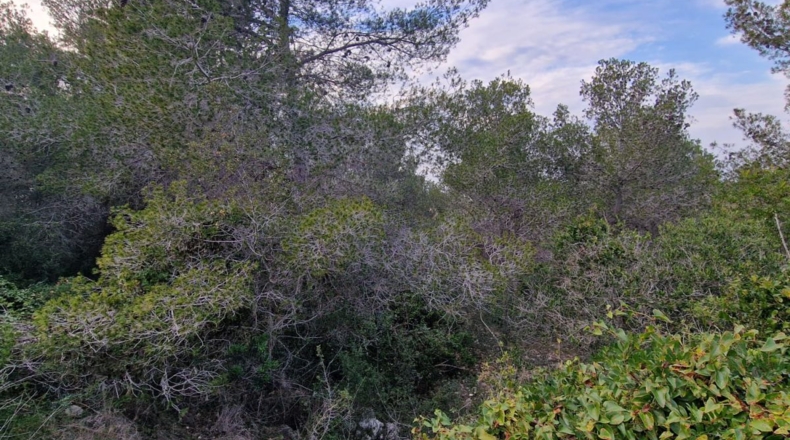 Tarragona - Calafell - 1273m2