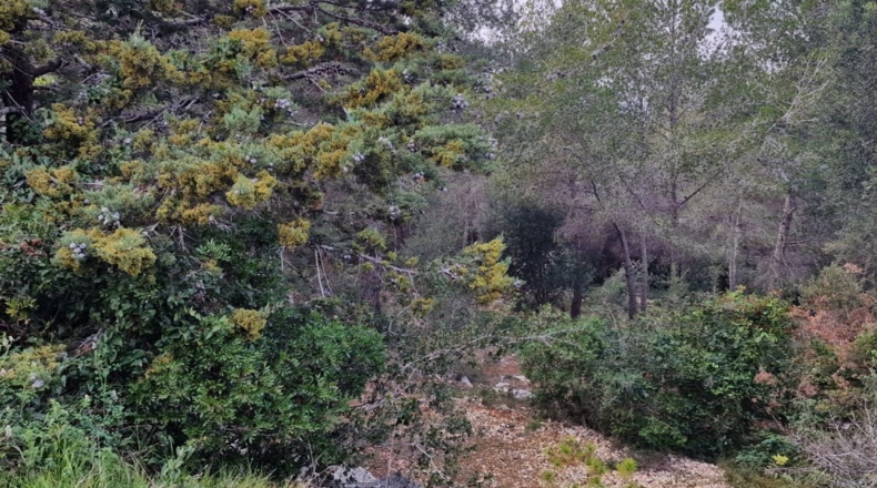 Tarragona - Calafell - 1273m2