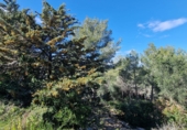 Parcel·la urbanitzable en venda a Calafell ref.: TR102741 foto