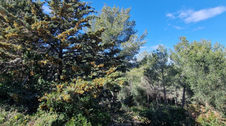 Tarragona - Calafell - 1273m2