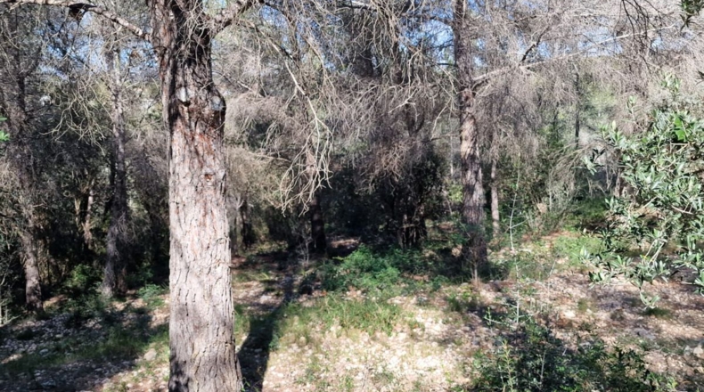 Tarragona - Calafell - 1273m2