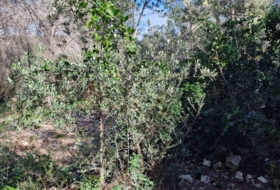Foto 11