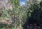 Parcel·la urbanitzable en venda a Calafell ref.: TR102741 foto