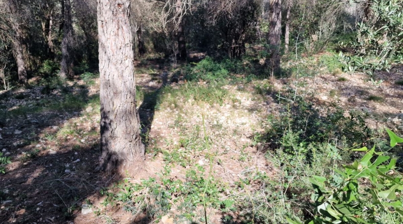 Tarragona - Calafell - 1273m2