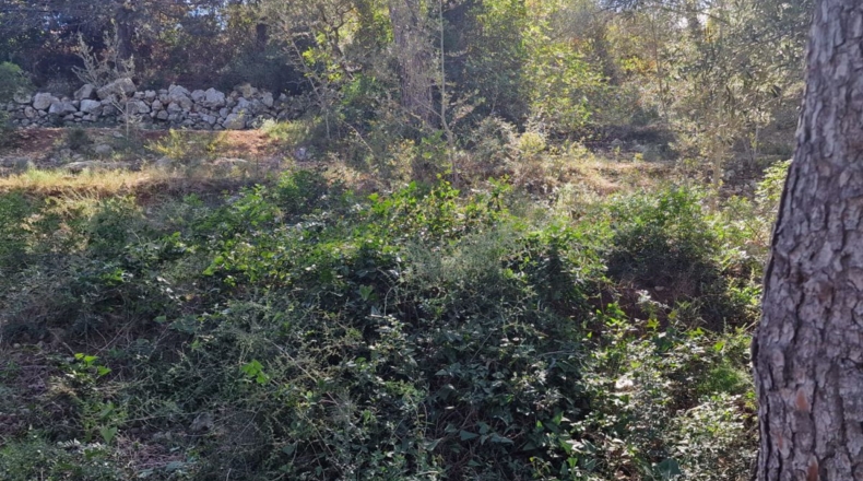 Tarragona - Calafell - 1273m2