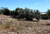 Rural estate for sale in Villanueva de la Concepción ref: TR274498 photo