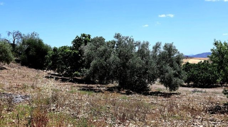 Malaga - Villanueva de la Concepción - 18000m2