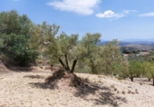 Rural estate for sale in Villanueva de la Concepción ref: TR274498 photo