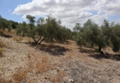 Rural estate for sale in Villanueva de la Concepción ref: TR274498 photo