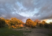 Rural estate for sale in Villanueva de la Concepción ref: TR274498 photo