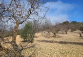 Rural estate for sale in Villanueva de la Concepción ref: TR274498 photo
