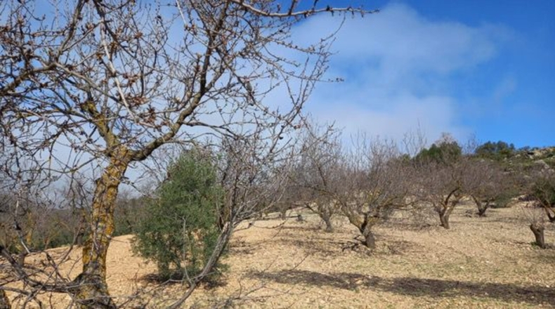 Malaga - Villanueva de la Concepción - 18000m2