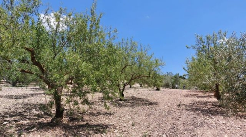 Malaga - Villanueva de la Concepción - 18000m2