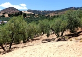 Rural estate for sale in Villanueva de la Concepción ref: TR274498 photo