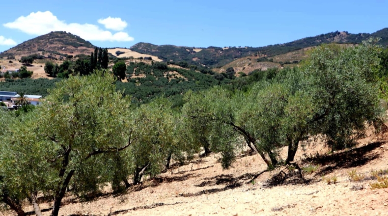 Malaga - Villanueva de la Concepción - 18000m2