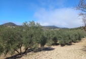 Rural estate for sale in Villanueva de la Concepción ref: TR274498 photo