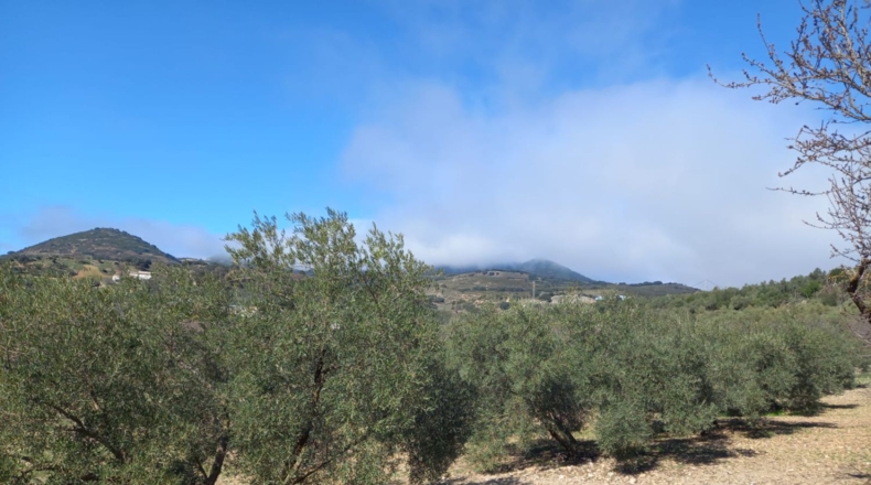 Malaga - Villanueva de la Concepción - 18000m2