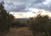 Rural estate for sale in Villanueva de la Concepción ref: TR274498 photo