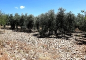 Rural estate for sale in Villanueva de la Concepción ref: TR274498 photo