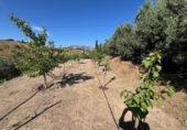 Finca rústica en venda a Vélez-Málaga ref.: TR233420 foto