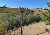 Finca rústica en venda a Vélez-Málaga ref.: TR233420 foto