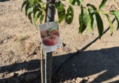 Finca rústica en venda a Vélez-Málaga ref.: TR233420 foto