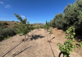 Finca rústica en venda a Vélez-Málaga ref.: TR233420 foto